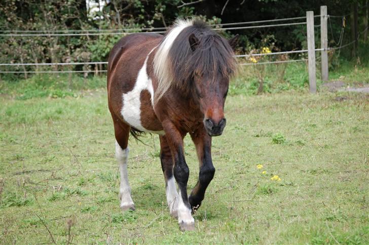 Islænder Stjerni billede 14