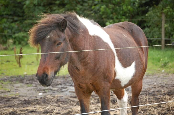 Islænder Stjerni - Min gamle dreng - du er den bedste! billede 15