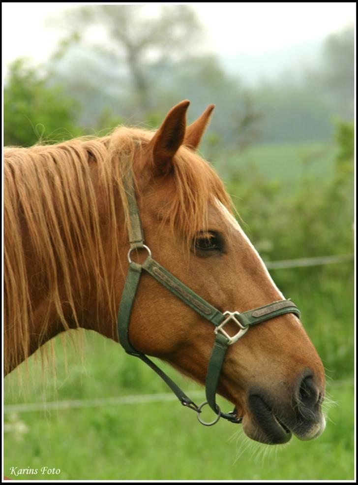 Frederiksborg <3fru-dutte<3  (R.I.P) - er jeg ik find .. billede 15