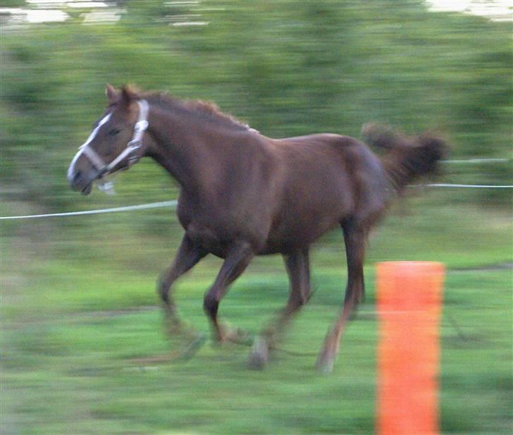 Welsh Pony af Cob-type (sec C) Ahorns Lianetta - den smukke på fold :D i fuld galop <333 billede 19