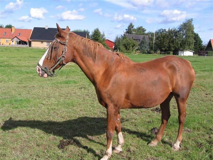 Hollandsk Varmblod Imarach "altid savnet" - muddermonster ! (den sidste dag hun levede) billede 12