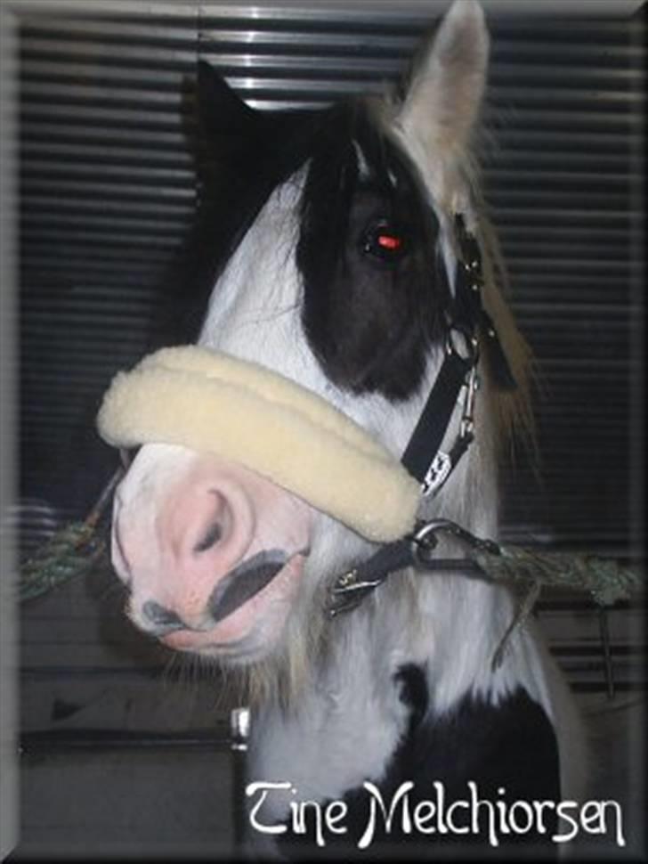 Irish Cob Melissa *solgt* billede 14