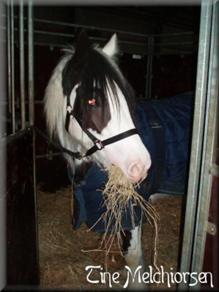 Irish Cob Melissa *solgt* billede 16