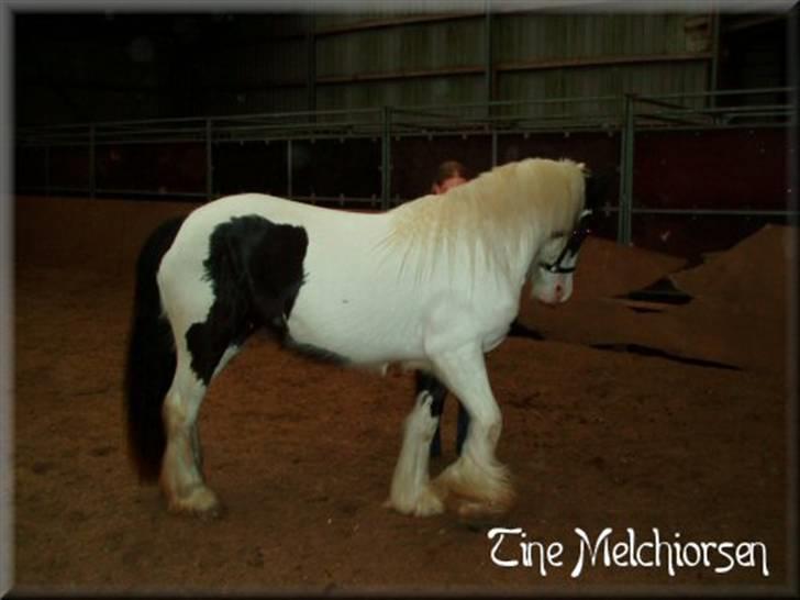 Irish Cob Melissa *solgt* billede 17