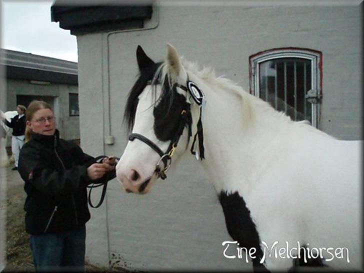 Irish Cob Melissa *solgt* billede 18