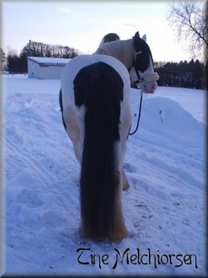 Irish Cob Melissa *solgt* billede 19