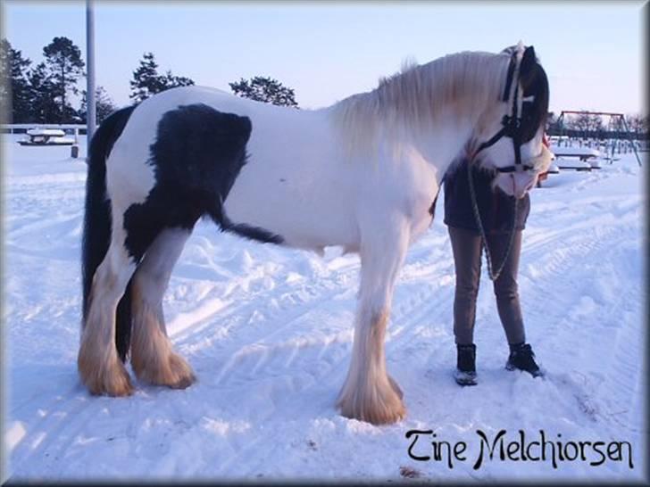 Irish Cob Melissa *solgt* billede 20