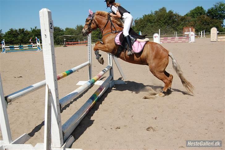 Anden særlig race Andrea <3 - Gl. Part :'/ - Mig og Andrea til stævne i VHRK.  billede 3