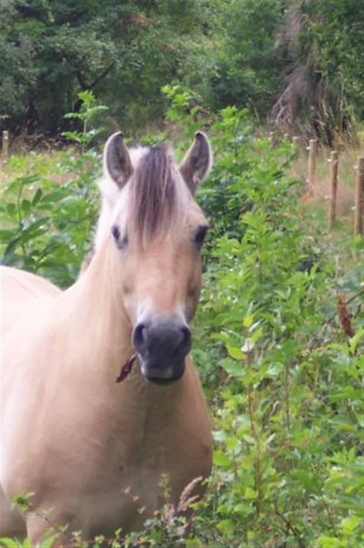 Fjordhest Bella billede 1