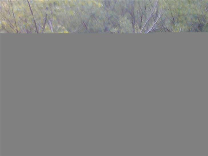 Fjordhest Bella billede 2