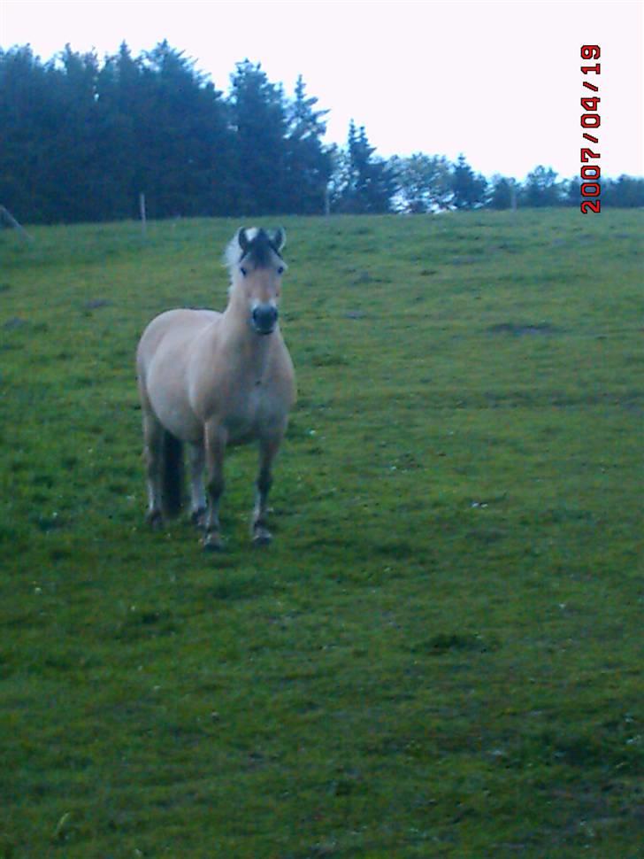 Fjordhest Bella billede 3