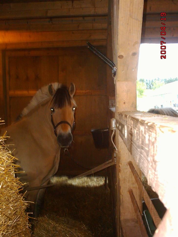 Fjordhest Bella billede 4