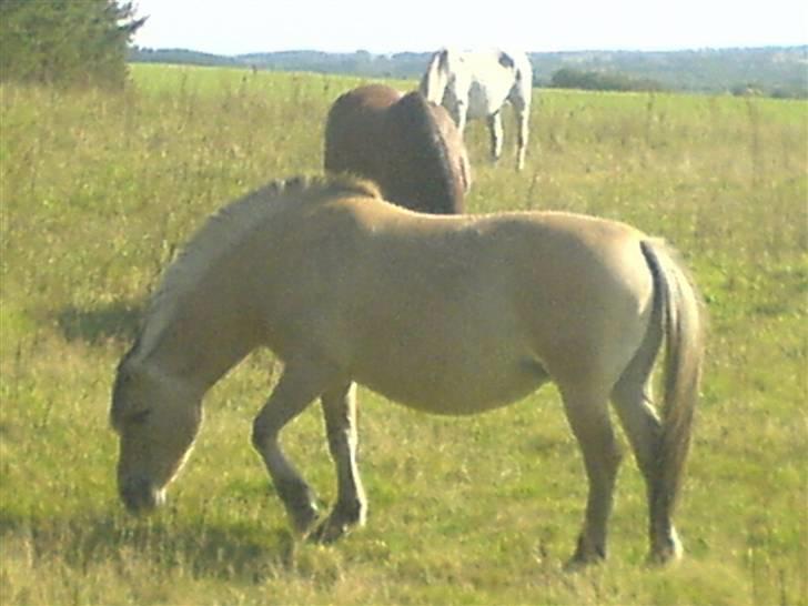 Fjordhest Bella billede 5