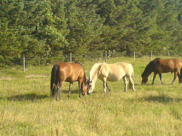 Fjordhest Bella billede 6
