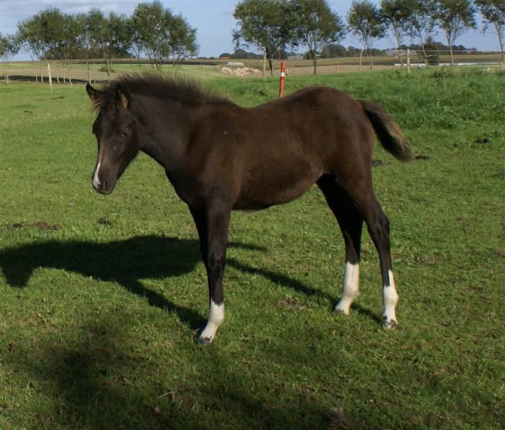 New Forest Ahorns Topjet akoida fly billede 11