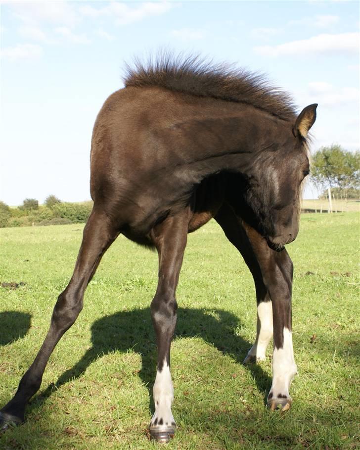 New Forest Ahorns Topjet akoida fly billede 12