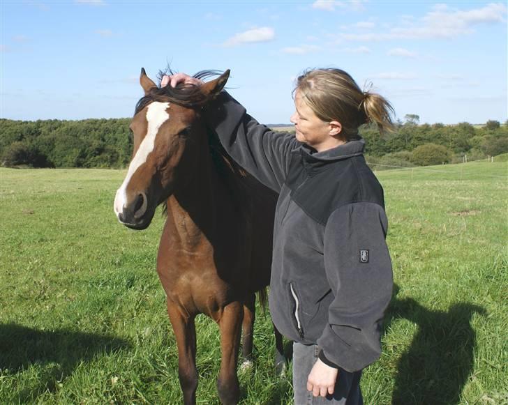 DSP Ahorns kimira billede 10