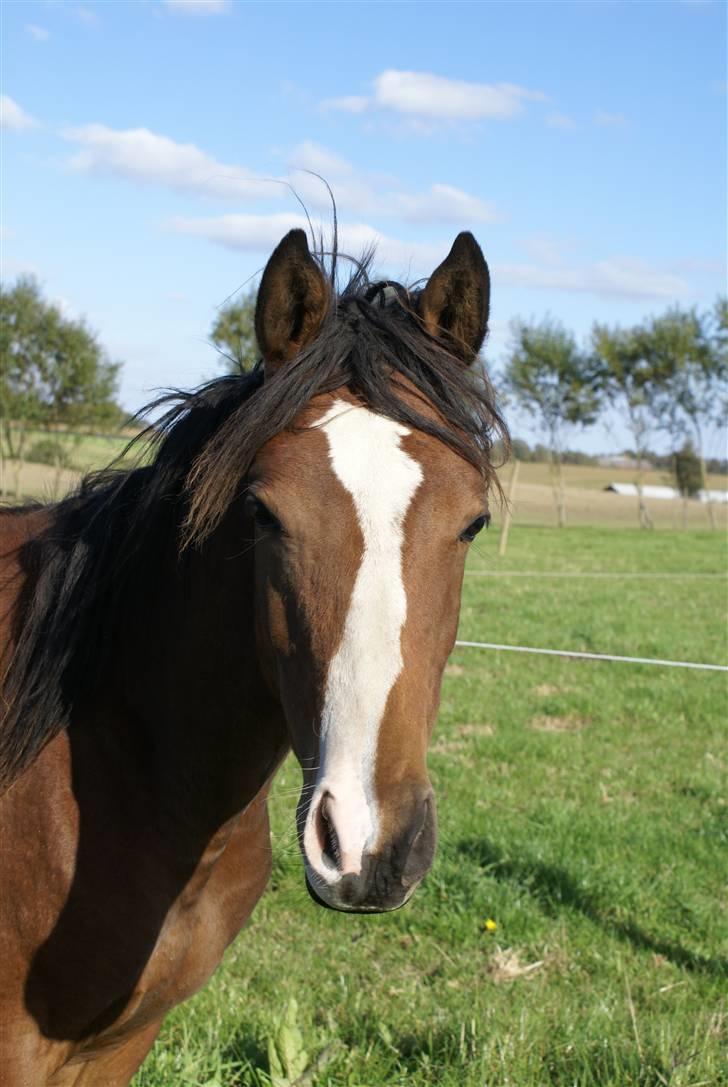 DSP Ahorns kimira billede 11