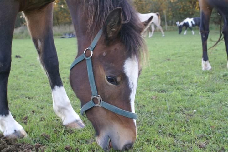 New Forest ahorns tasara billede 16