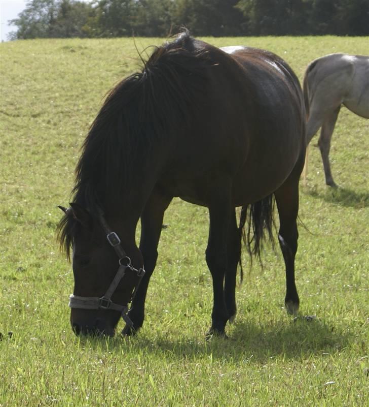 New Forest ahorns=firfod ising sugar billede 11