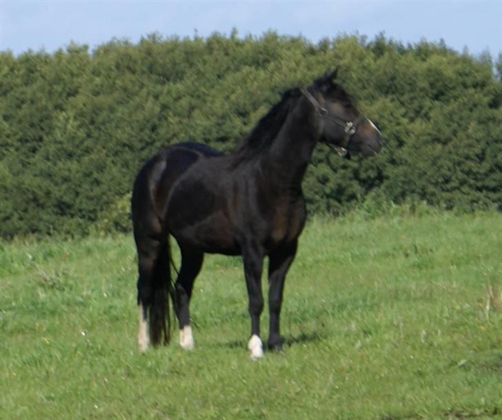 New Forest ahornsVognmangården Topsy billede 12