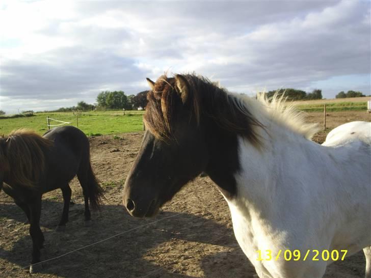 Islænder Krummi fra Nørmark "SOLGT billede 13