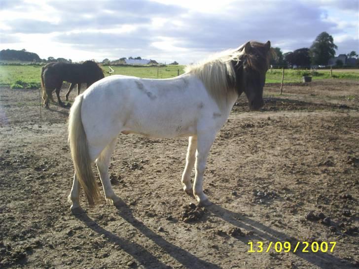 Islænder Krummi fra Nørmark "SOLGT billede 14