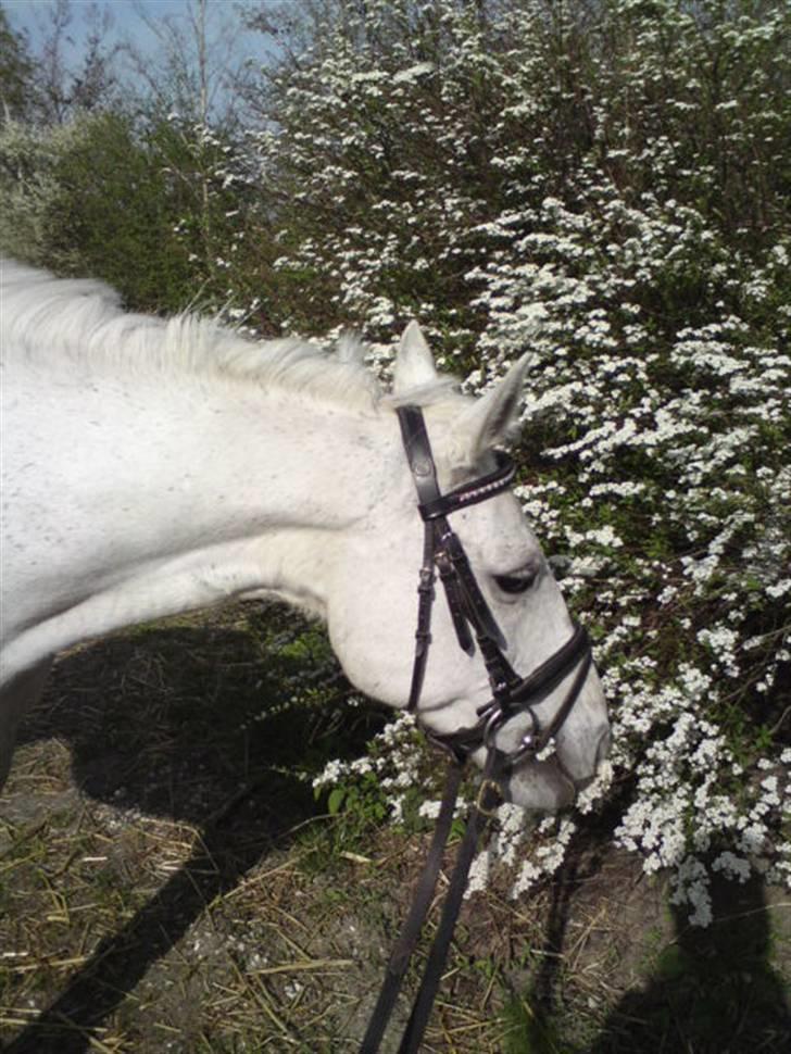 Anden særlig race Dusty R.I.P - Hejsa og velkommen til min profil! Blomster både dufter og smager godt :D billede 1