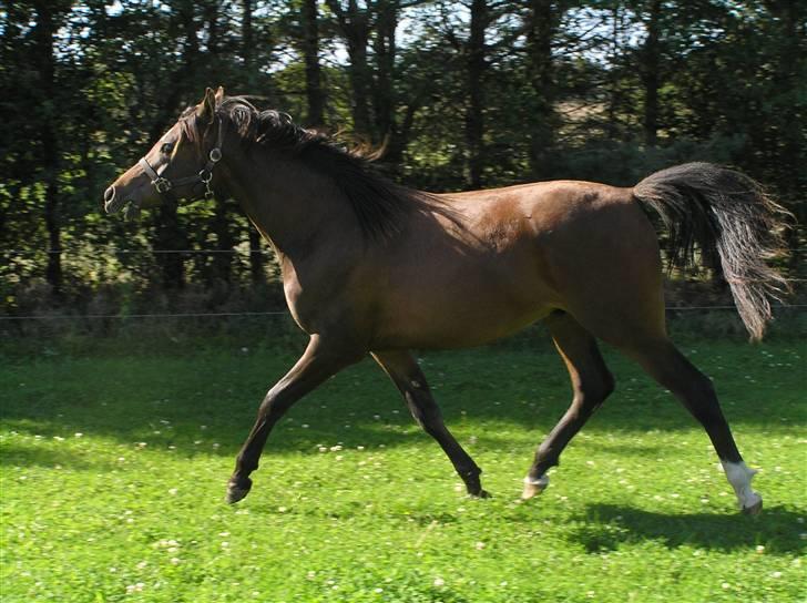 Arabisk fuldblod (OX) A'l Fahd 2006- 2009 - Fahd d.8 september 2007 billede 3