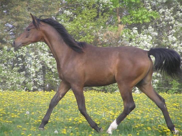 Arabisk fuldblod (OX) A'l Fahd 2006- 2009 - A´l Fahd 1 år billede 5
