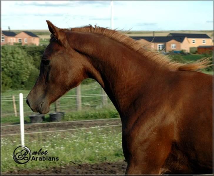 Arabisk fuldblod (OX) Magic Sari Gamal - SOLGT - Juli 2007 billede 15