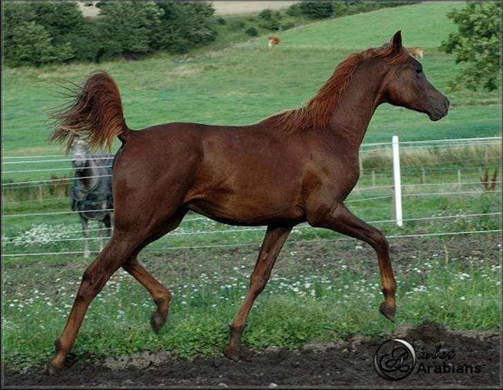 Arabisk fuldblod (OX) Magic Sari Gamal - SOLGT - Juli 2007 billede 16