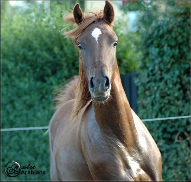 Arabisk fuldblod (OX) Magic Sari Gamal - SOLGT - Juli 2007 billede 17
