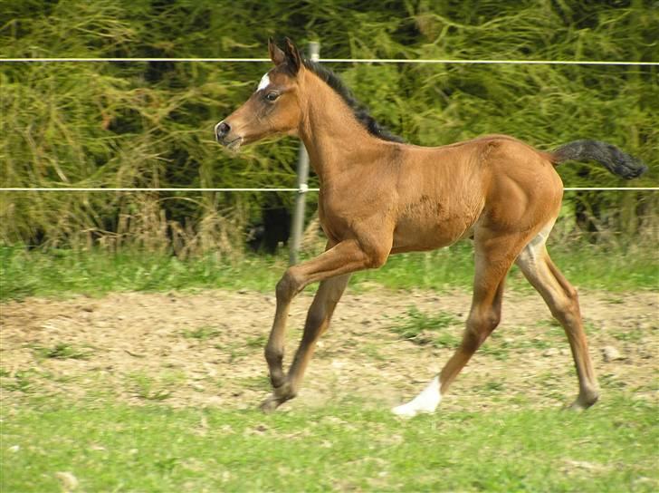 Arabisk fuldblod (OX) A'l Fahd 2006- 2009 - d.6 maj 2006 billede 12