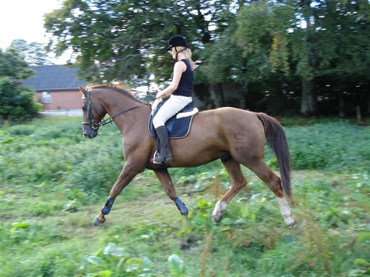 Hannoveraner Vincent  billede 1