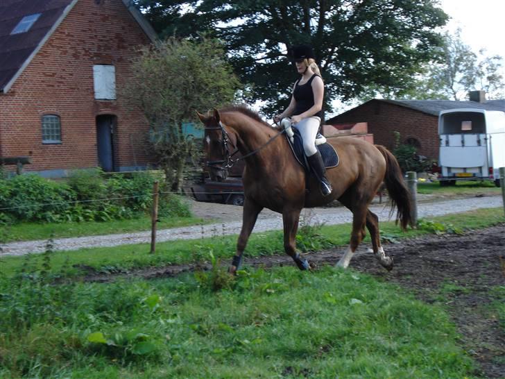 Hannoveraner Vincent  billede 2