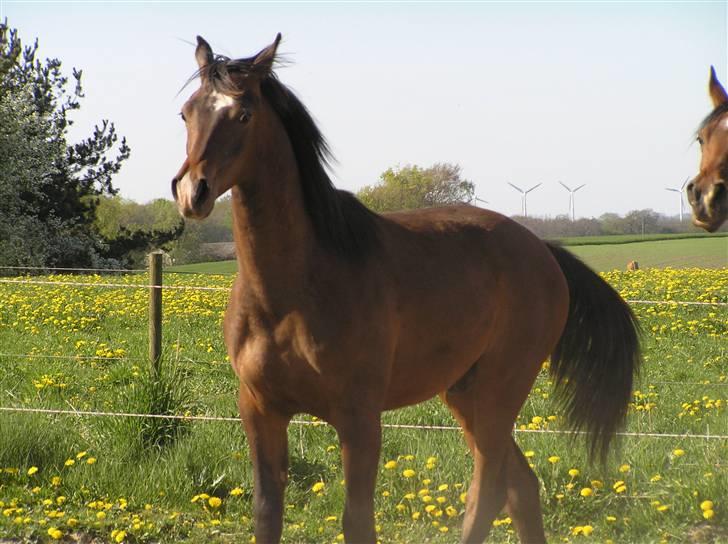 Arabisk fuldblod (OX) A'l Fahd 2006- 2009 - April 2007 billede 14