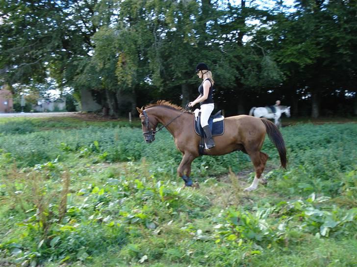 Hannoveraner Vincent  billede 3