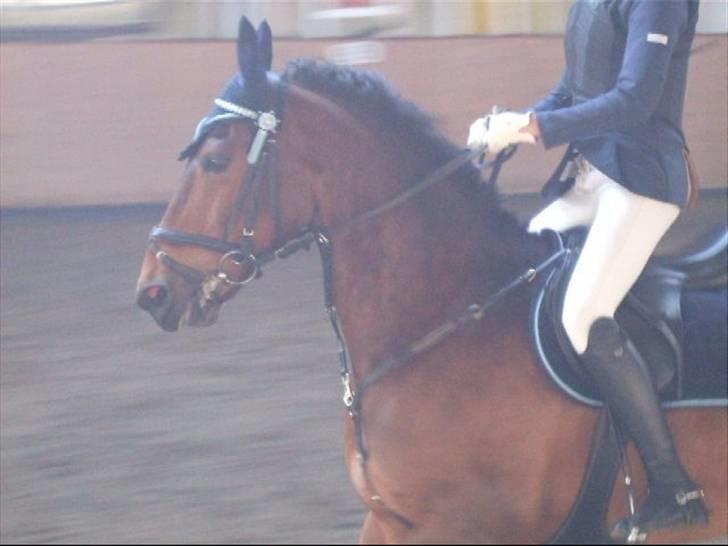 Anden særlig race Felix / Bortgivet billede 14