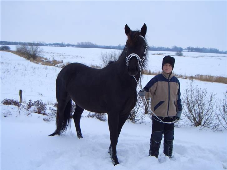 Anden særlig race Muddi *R.I.P.* - Muddi i sneen som 3-årige billede 8