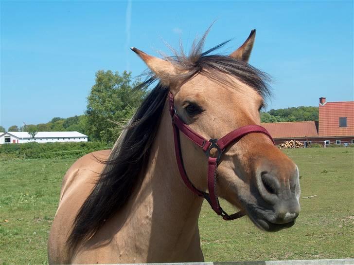 Anden særlig race Emma - Hej :] Velkommen til min profil :) billede 1