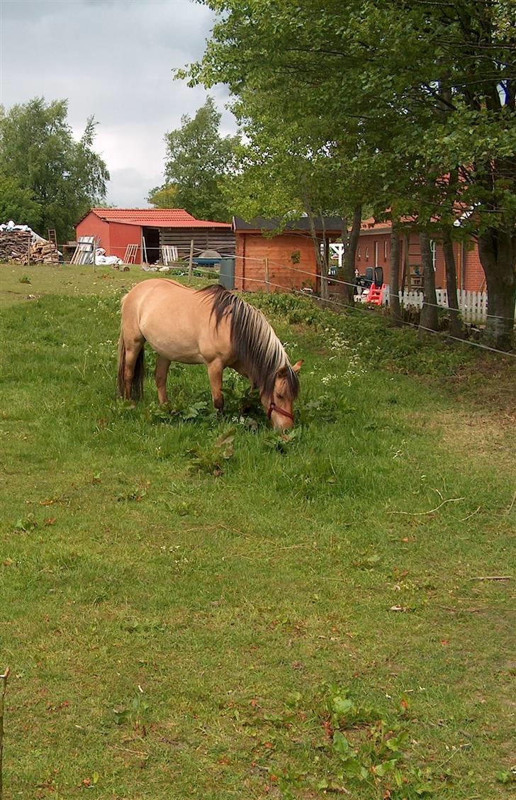 Anden særlig race Emma - Og igen. billede 5