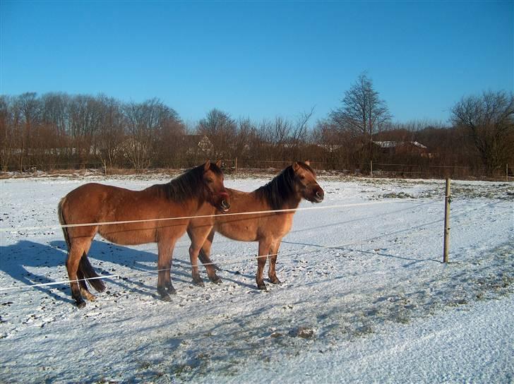 Anden særlig race Emma - Emma og Maddy i sneen. Det er Emma bagerst billede 6