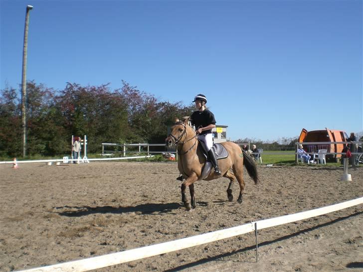 Anden særlig race Emma - Emma til ponygamesstævne i revsø. D. 9/9-07 billede 7