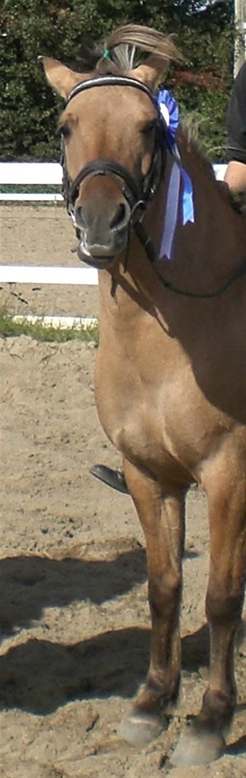 Anden særlig race Emma - "Se hvor fin jeg er med rossette" siger Emma :] billede 9