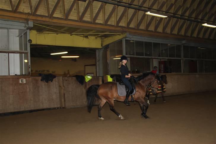 Anden særlig race Felix / Bortgivet - Gallop januar 2010 billede 17