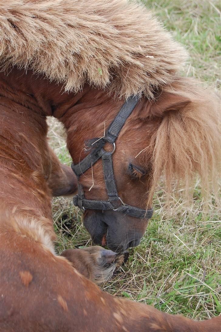 Shetlænder Prins - Nyeste billeder af Prins.. foto< Mette Hansen billede 2