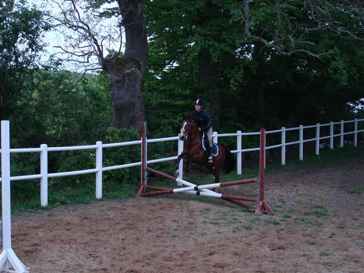 New Forest Angelique *SOLGT* billede 8