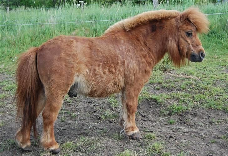 Shetlænder Prins - Da han var igang i at smide sin vinterpels.. - lidt pjusket, men en super dejlig gammel pony..  foto< Mette Hansen billede 10