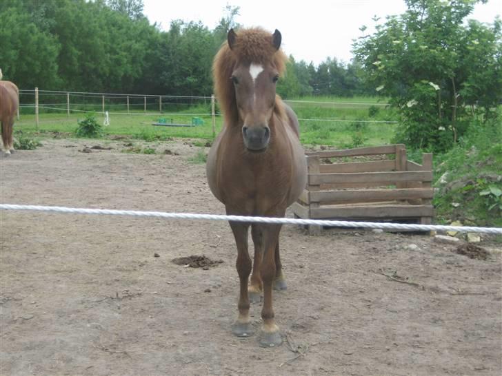 Islænder Friða fra Hellum  billede 8